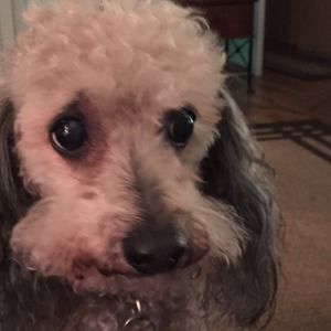 Meet your Posher, Corey